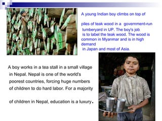 A young Indian boy climbs on top of

                                        piles of teak wood in a government-run
                                         lumberyard in UP. The boy's job
                                         is to label the teak wood. The wood is
                                        common in Myanmar and is in high
                                        demand
                                         in Japan and most of Asia.



A boy works in a tea stall in a small village
in Nepal. Nepal is one of the world's
poorest countries, forcing huge numbers
of children to do hard labor. For a majority

of children in Nepal, education is a luxury   .
 