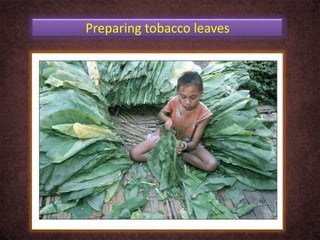 Preparing tobacco leaves
 
