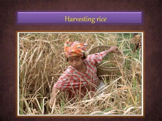 Harvesting rice
 