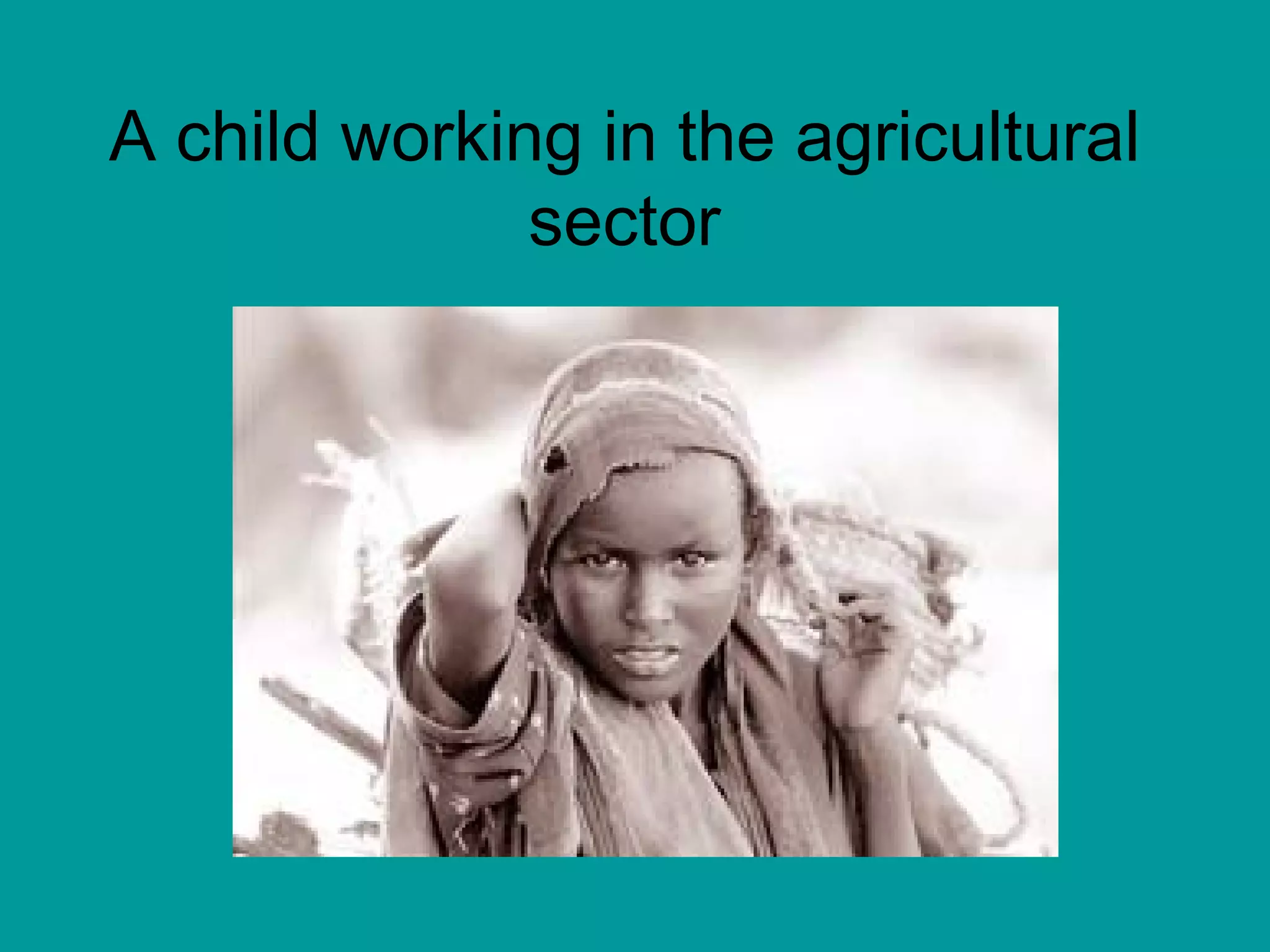 A child working in the agricultural sector 
