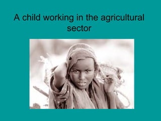 A child working in the agricultural 
sector 
 