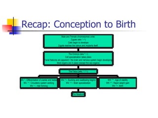 Child Psychology Presentation2