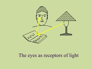 The eyes as receptors of light
 