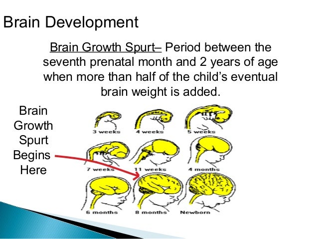 Brain Growth Spurt Definition | Early Brain Growth and Development – GWPP