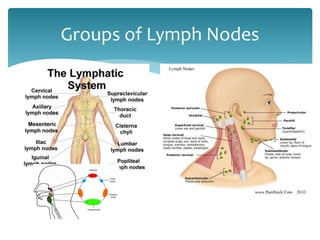 Groups of Lymph Nodes
 