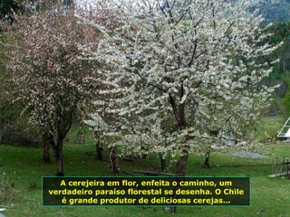 A cerejeira em flor, enfeita o caminho, um verdadeiro paraíso florestal se desenha. O Chile é grande produtor de deliciosas cerejas... 