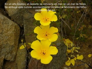 En un año lluvioso, el desierto se convierte en mar, en un mar de flores.
Se atribuye este curioso acontecimiento climático al fenómeno del Niño-
                            oscilación del sur.
 