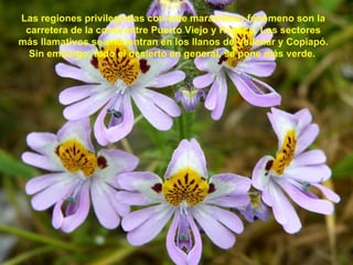 Las regiones privilegiadas con este maravilloso fenómeno son la
 carretera de la costa entre Puerto Viejo y Huasco. Los sectores
más llamativos se encuentran en los llanos de Vallenar y Copiapó.
  Sin embargo, todo el desierto en general, se pone más verde.
 