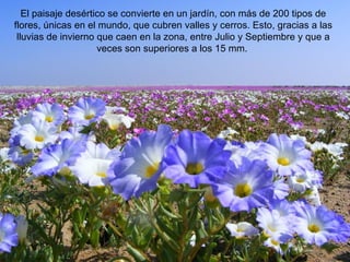 El paisaje desértico se convierte en un jardín, con más de 200 tipos de
flores, únicas en el mundo, que cubren valles y cerros. Esto, gracias a las
 lluvias de invierno que caen en la zona, entre Julio y Septiembre y que a
                     veces son superiores a los 15 mm.
 