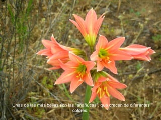 Unas de las más bellas son las "añañucas", que crecen de diferentes
                             colores.
 