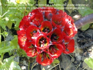 También la "garra de león", de tono rojo y amarillo, que puede alcanzar un
   diámetro de 15 cm. y lamentablemente se encuentra en peligro de
                                 extinción.
 