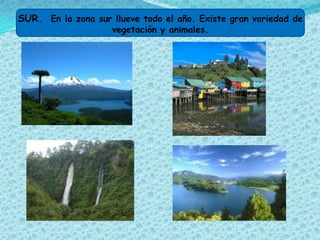 SUR. En la zona sur llueve todo el año. Existe gran variedad de
                    vegetación y animales.
 