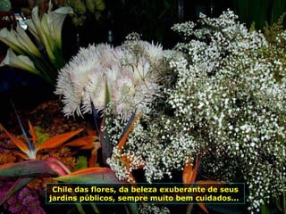 Chile das flores, da beleza exuberante de seus
jardins públicos, sempre muito bem cuidados...
 