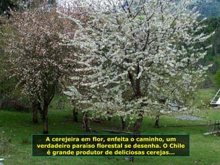 A cerejeira em flor, enfeita o caminho, um
verdadeiro paraíso florestal se desenha. O Chile
é grande produtor de deliciosas cerejas...
 