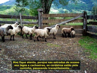 Mas fique atento, porque nas estradas de acesso
aos lagos e cachoeiras, os cordeiros estão pelo
caminho, passeando tranqüilamente...
 