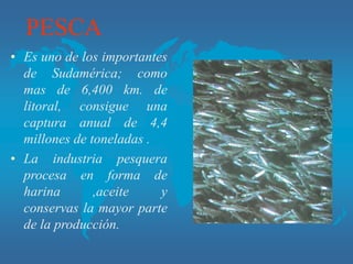 PESCA
• Es uno de los importantes
de Sudamérica; como
mas de 6,400 km. de
litoral, consigue una
captura anual de 4,4
millones de toneladas .
• La industria pesquera
procesa en forma de
harina ,aceite y
conservas la mayor parte
de la producción.
 