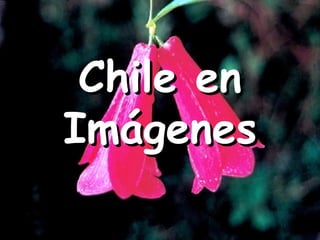 Chile en Imágenes 