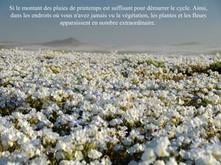 Si le montant des pluies de printemps est suffisant pour démarrer le cycle. Ainsi,
dans les endroits où vous n'avez jamais vu la végétation, les plantes et les fleurs
apparaissent en nombre extraordinaire.
 