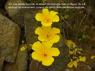 En une année humide, le désert devient une mer de fleurs. Ils ont
attribué cet événement curieux de climat Niño-oscillation australe.
 