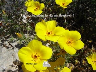 Un pays ou même les déserts fleurissent !
Traduit par
 