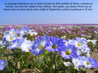 Le paysage désertique est un jardin de plus de 200 variétés de fleurs, uniques au
monde, couvrant les vallées et les collines. Ceci grâce, aux pluies d'hiver qui se
situent dans la zone située entre Juillet et Septembre, parfois supérieure à 15 mm.
 