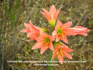 Certains des plus beaux sont les «añañucas" qui poussent dans
différentes couleurs.
 