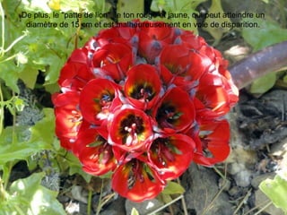 De plus, le "patte de lion", le ton rouge et jaune, qui peut atteindre un
diamètre de 15 cm et est malheureusement en voie de disparition.
 