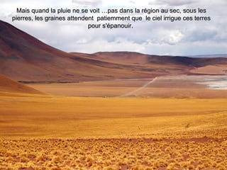 Mais quand la pluie ne se voit …pas dans la région au sec, sous lesMais quand la pluie ne se voit …pas dans la région au sec, sous les
pierres, les graines attendent patiemment que le ciel irrigue ces terrespierres, les graines attendent patiemment que le ciel irrigue ces terres
pour s'épanouir.pour s'épanouir.
 