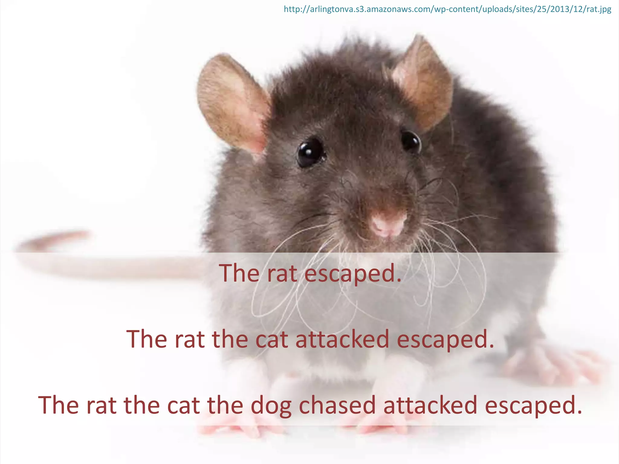 The rat escaped.
The rat the cat attacked escaped.
The rat the cat the dog chased attacked escaped.
http://arlingtonva.s3.amazonaws.com/wp-content/uploads/sites/25/2013/12/rat.jpg
 