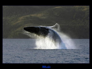 Whale 