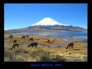 Lauca National  Park  