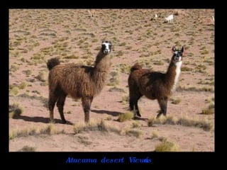 Atacama  desert  Vicuñas  