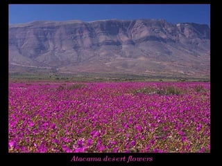 Atacama desert flowers 