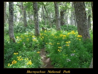 Huerquehue  National  Park 