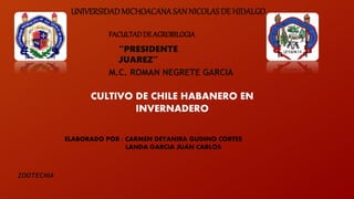 UNIVERSIDADMICHOACANASAN NICOLAS DE HIDALGO
FACULTADDE AGROBILOGIA
“PRESIDENTE
JUAREZ”
M.C. ROMAN NEGRETE GARCIA
ELABORADO POR : CARMEN DEYANIRA GUDINO CORTES
LANDA GARCIA JUAN CARLOS
CULTIVO DE CHILE HABANERO EN
INVERNADERO
ZOOTECNIA
 