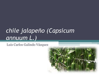 chile jalapeño (Capsicum
annuum L.)
Luis Carlos Galindo Vázquez

 