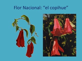 Flor Nacional: “el copihue” 
