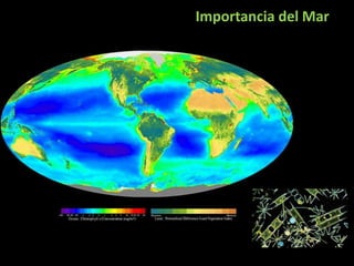 Importancia del Mar
 