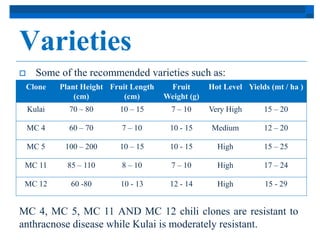 Varieties 
 Some of the recommended varieties such as: 
Clone Plant Height 
(cm) 
Fruit Length 
(cm) 
Fruit 
Weight (g) 
Hot Level Yields (mt / ha ) 
Kulai 70 – 80 10 – 15 7 – 10 Very High 15 – 20 
MC 4 60 – 70 7 – 10 10 - 15 Medium 12 – 20 
MC 5 100 – 200 10 – 15 10 - 15 High 15 – 25 
MC 11 85 – 110 8 – 10 7 – 10 High 17 – 24 
MC 12 60 -80 10 - 13 12 - 14 High 15 - 29 
MC 4, MC 5, MC 11 AND MC 12 chili clones are resistant to 
anthracnose disease while Kulai is moderately resistant. 
 