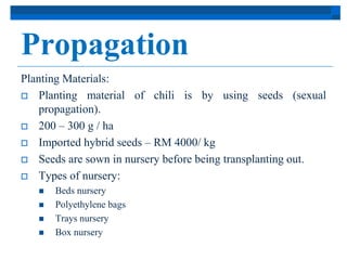 Propagation 
Planting Materials: 
 Planting material of chili is by using seeds (sexual 
propagation). 
 200 – 300 g / ha 
 Imported hybrid seeds – RM 4000/ kg 
 Seeds are sown in nursery before being transplanting out. 
 Types of nursery: 
 Beds nursery 
 Polyethylene bags 
 Trays nursery 
 Box nursery 
 