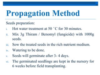 Propagation Method 
Seeds preparation: 
i. Hot water treatment at 50̊C for 30 minutes. 
ii. Mix 3g Thiram / Benomyl (fungicide) with 1000g 
seeds. 
iii. Sow the treated seeds in the rich nutrient medium. 
iv. Watering to be done. 
v. Seeds will germinate after 3- 4 days. 
vi. The germinated seedlings are kept in the nursery for 
6 weeks before field transplanting. 
 
