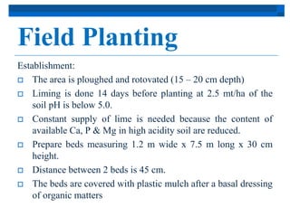 Field Planting 
Establishment: 
 The area is ploughed and rotovated (15 – 20 cm depth) 
 Liming is done 14 days before planting at 2.5 mt/ha of the 
soil pH is below 5.0. 
 Constant supply of lime is needed because the content of 
available Ca, P & Mg in high acidity soil are reduced. 
 Prepare beds measuring 1.2 m wide x 7.5 m long x 30 cm 
height. 
 Distance between 2 beds is 45 cm. 
 The beds are covered with plastic mulch after a basal dressing 
of organic matters 
 