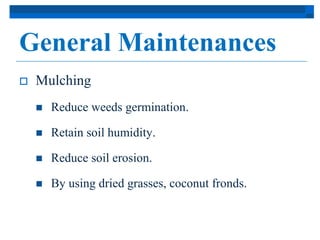 General Maintenances 
 Mulching 
 Reduce weeds germination. 
 Retain soil humidity. 
 Reduce soil erosion. 
 By using dried grasses, coconut fronds. 
 