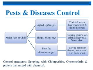Pests & Diseases Control 
Major Pest of Chili 
Aphid, Aphis spp. 
Crinkled leaves, 
flowers aborted & 
fruits distorted. 
Thrips, Thrips spp. 
Sucking plant’s sap, 
crinkled leaves & 
flower abort. 
Fruit fly, 
Bactrocera spp. 
Larvae eat inner 
tissues, mature and 
ripe fruits abort. 
Control measures: Spraying with Chlorpyrifos, Cypermethrin & 
protein bait mixed with chemical. 
 