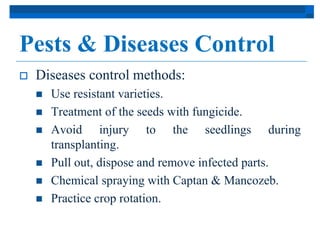 Pests & Diseases Control 
 Diseases control methods: 
 Use resistant varieties. 
 Treatment of the seeds with fungicide. 
 Avoid injury to the seedlings during 
transplanting. 
 Pull out, dispose and remove infected parts. 
 Chemical spraying with Captan & Mancozeb. 
 Practice crop rotation. 
 