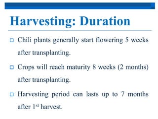 Harvesting: Duration 
 Chili plants generally start flowering 5 weeks 
after transplanting. 
 Crops will reach maturity 8 weeks (2 months) 
after transplanting. 
 Harvesting period can lasts up to 7 months 
after 1st harvest. 
 