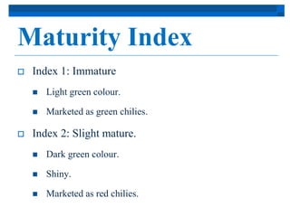 Maturity Index 
 Index 1: Immature 
 Light green colour. 
 Marketed as green chilies. 
 Index 2: Slight mature. 
 Dark green colour. 
 Shiny. 
 Marketed as red chilies. 
 