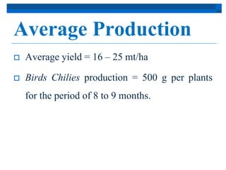 Average Production 
 Average yield = 16 – 25 mt/ha 
 Birds Chilies production = 500 g per plants 
for the period of 8 to 9 months. 
 