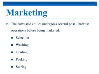 Marketing 
 The harvested chilies undergoes several post – harvest 
operations before being marketed: 
 Selection 
 Washing 
 Grading 
 Packing 
 Storing 
 