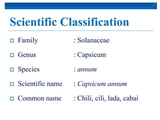 Scientific Classification 
 Family : Solanaceae 
 Genus : Capsicum 
 Species : annum 
 Scientific name : Capsicum annum 
 Common name : Chili, cili, lada, cabai 
 